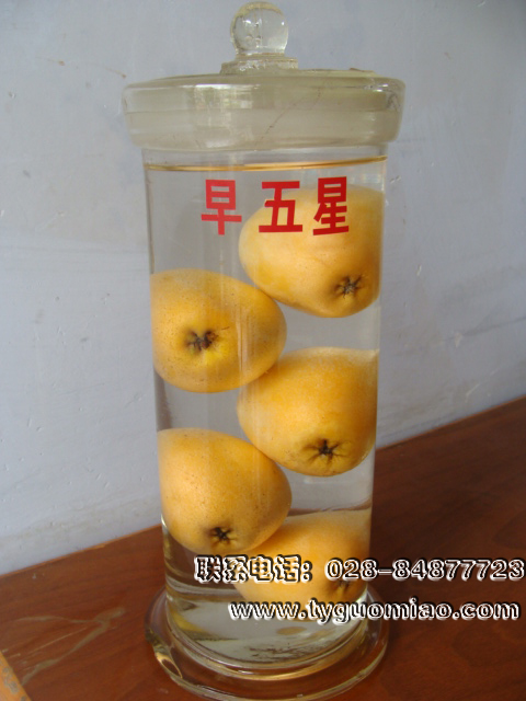 早五星枇杷標(biāo)本