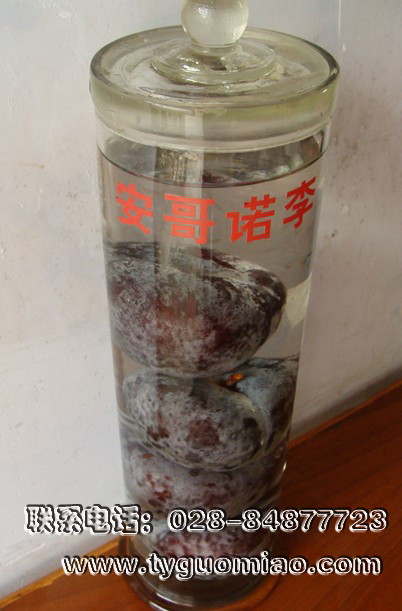 安哥諾李標(biāo)本