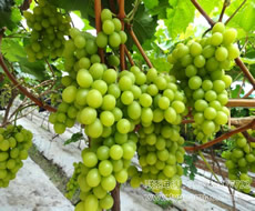 陽(yáng)光玫瑰葡萄