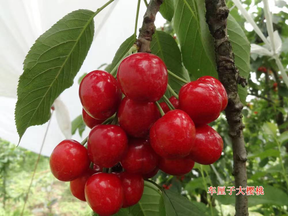 早熟車?yán)遄哟髾烟?/></a><p><a href='/chanpin/ying_tao/2023/0823/2587.html' target=