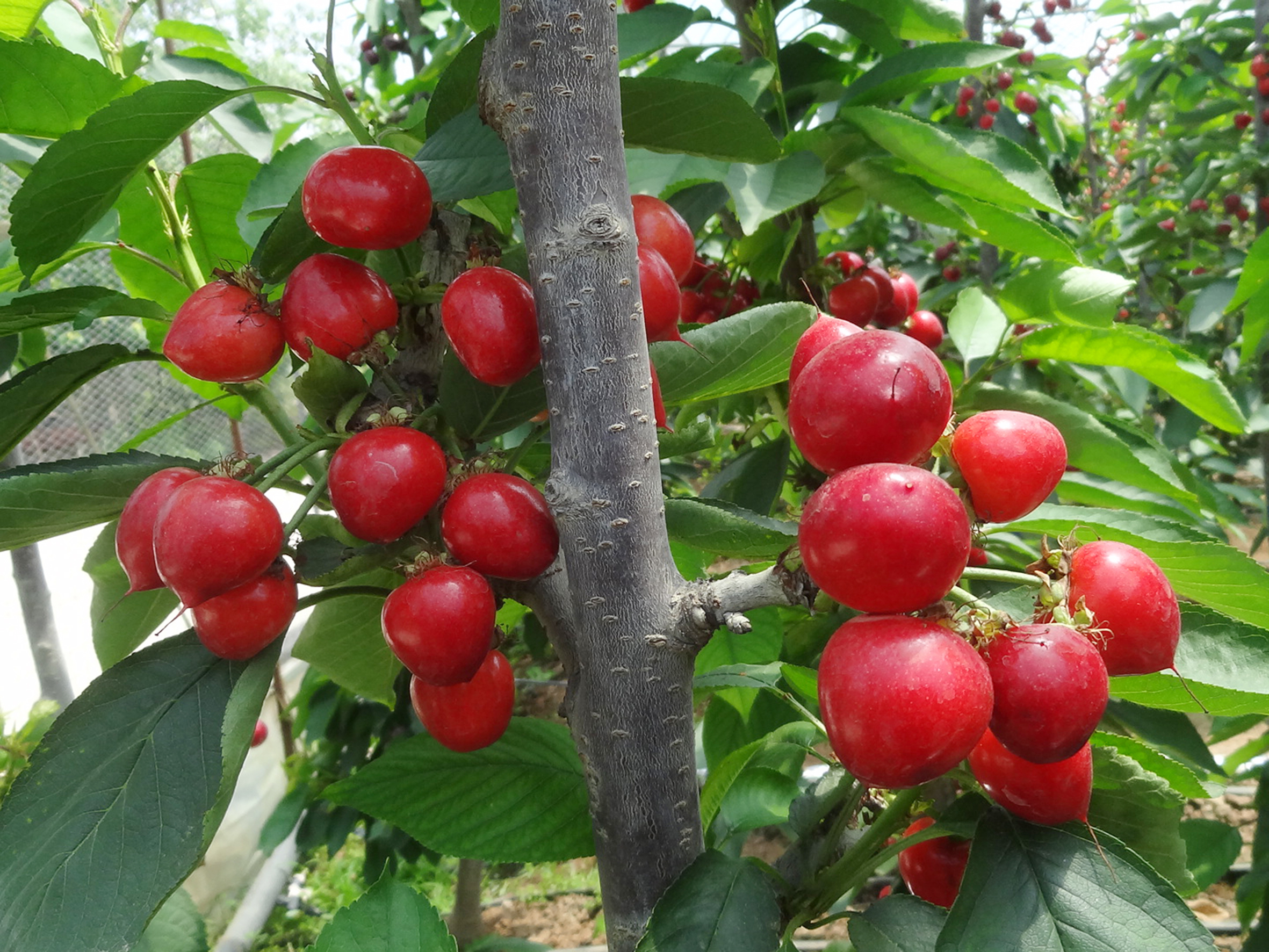 皇 家 香檳車?yán)遄?/></a><p><a href='/chanpin/ying_tao/2024/0808/2588.html' target=